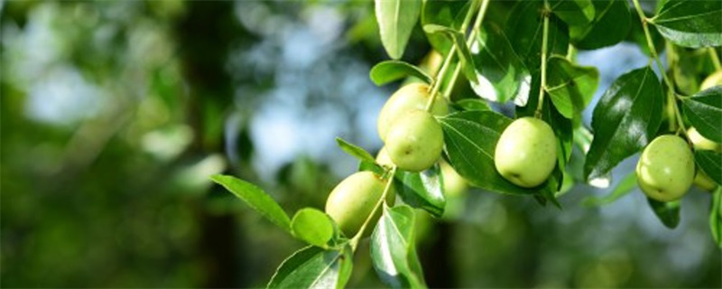 為什么說棗樹是兇樹 為什么說棗樹是兇樹